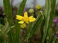 Deccan Ragwort